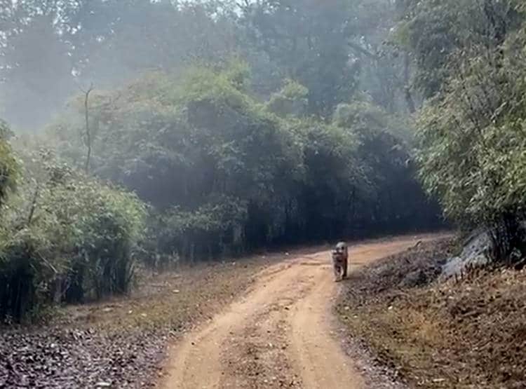 15 जून से खुलेंगे एमपी के टाइगर रिजर्व, टूरिस्टों को ऐसे मिलेगी एंट्री