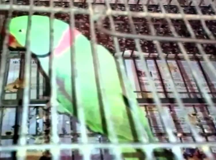 तोता उड़ा तो गुस्साए पति ने पत्नी को पीटा, ससुराल में की तोड़फोड़