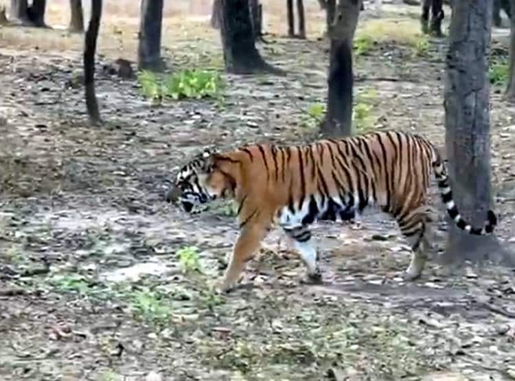 15 जून से खुलेंगे एमपी के टाइगर रिजर्व, टूरिस्टों को ऐसे मिलेगी एंट्री