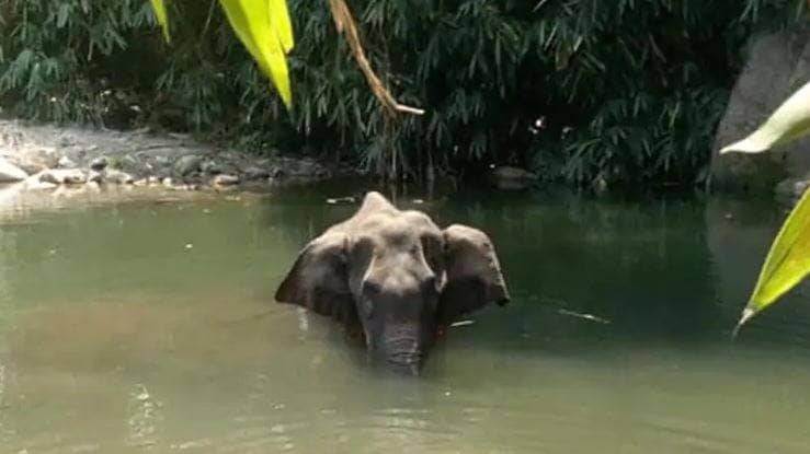 गर्भवती हथिनी को खिलाया था पटाखों से भरा अनानास, रोहित का गुस्सा फूटा