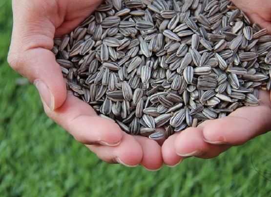 स्किन ही नहीं, भयंकर रोगों के लिए भी वरदान हैं सूरजमुखी के चमत्कारी बीज