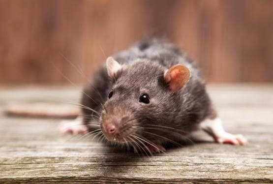 कोरोना: चूहे बन सकते हैं इंसानों के लिए बड़ा खतरा, एक्सपर्ट ने चेताया