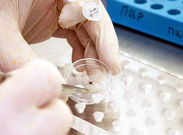 कोरोना के बाद नया संकट, रूस में खून पीने वाले कीड़ों का हमला