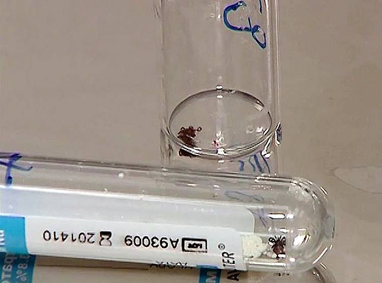 कोरोना के बाद नया संकट, रूस में खून पीने वाले कीड़ों का हमला