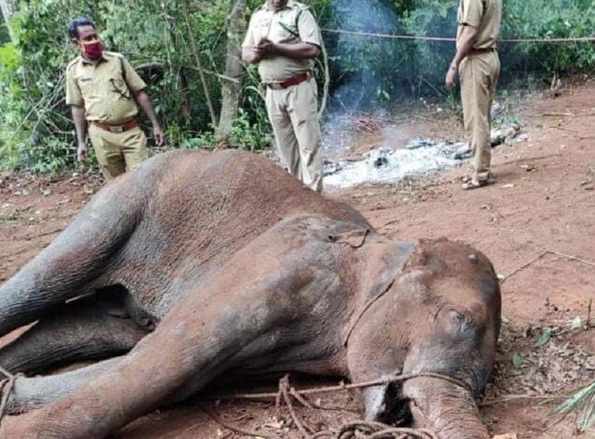 गर्भवती हथिनी को खिलाया था पटाखों से भरा अनानास, रोहित का गुस्सा फूटा