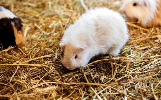 कोरोना: चूहे बन सकते हैं इंसानों के लिए बड़ा खतरा, एक्सपर्ट ने चेताया