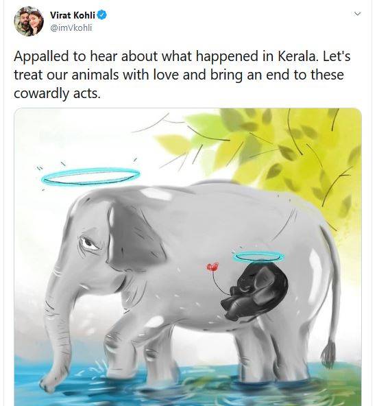 गर्भवती हथिनी को खिलाया था पटाखों से भरा अनानास, रोहित का गुस्सा फूटा