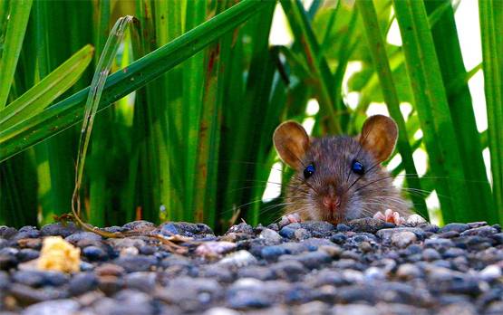 कोरोना: चूहे बन सकते हैं इंसानों के लिए बड़ा खतरा, एक्सपर्ट ने चेताया