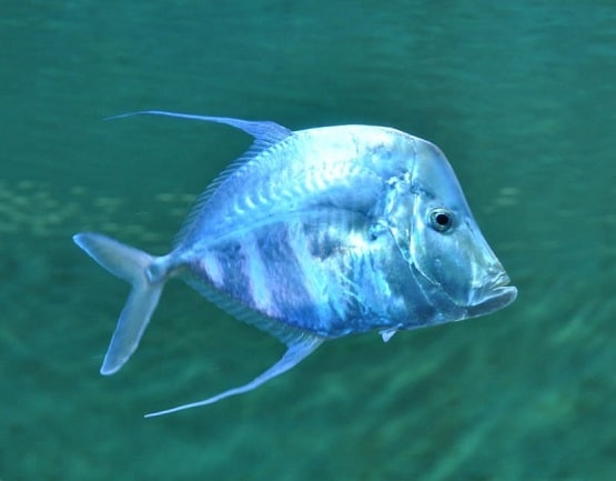 ये हैं दुनिया के पांच सबसे हेल्दी फूड, स्वस्थ रहना है तो आजमाइए