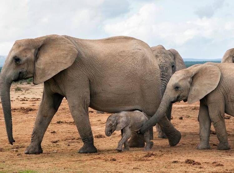 शिवालिक के जंगल में मिला 50 लाख साल पुराना हाथी का जबड़ा
