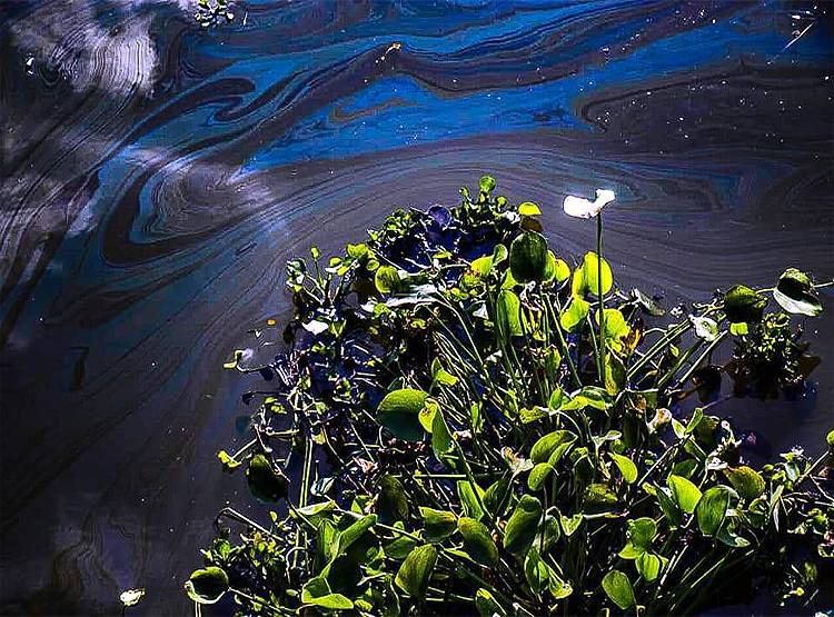 तेल के कुएं से हुई लीकेज से इस नेशनल पार्क में मची तबाही, मर गईं सैकड़ों मछलियां