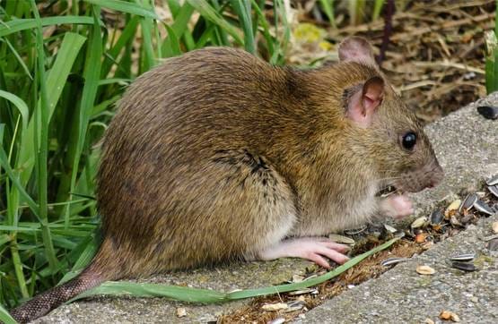 कोरोना: चूहे बन सकते हैं इंसानों के लिए बड़ा खतरा, एक्सपर्ट ने चेताया