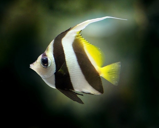 ये हैं दुनिया के पांच सबसे हेल्दी फूड, स्वस्थ रहना है तो आजमाइए