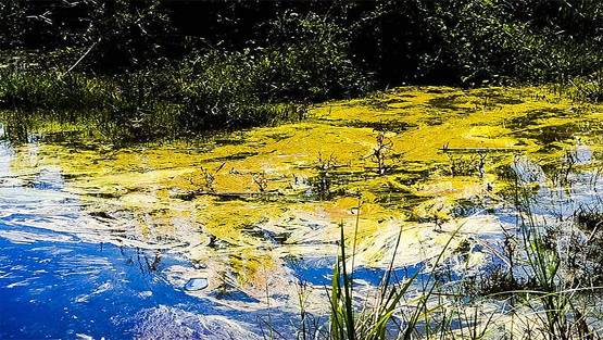 तेल के कुएं से हुई लीकेज से इस नेशनल पार्क में मची तबाही, मर गईं सैकड़ों मछलियां