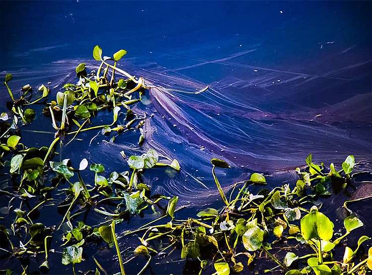 तेल के कुएं से हुई लीकेज से इस नेशनल पार्क में मची तबाही, मर गईं सैकड़ों मछलियां
