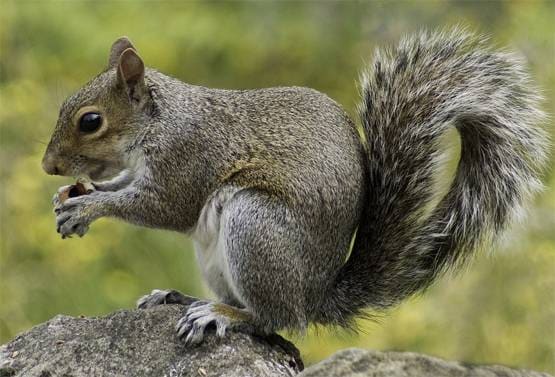 कोरोना: चूहे बन सकते हैं इंसानों के लिए बड़ा खतरा, एक्सपर्ट ने चेताया