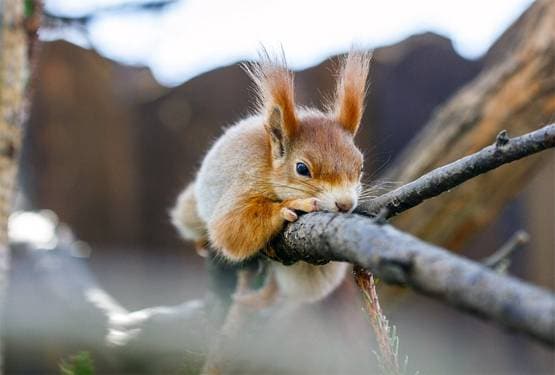 कोरोना: चूहे बन सकते हैं इंसानों के लिए बड़ा खतरा, एक्सपर्ट ने चेताया