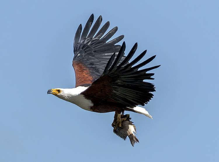 चीन में शख्स के मलाशय से पेट तक चली गई मछली, डॉक्टर भी हो गए हैरान