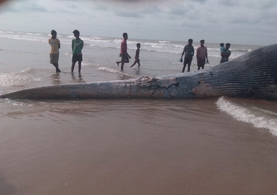 बंगाल में समंदर किनारे बहकर आया विशालकाय जीव, देखने उमड़ी भीड़