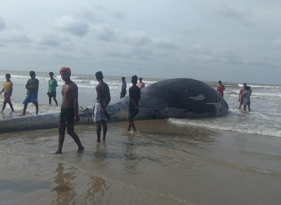 बंगाल में समंदर किनारे बहकर आया विशालकाय जीव, देखने उमड़ी भीड़