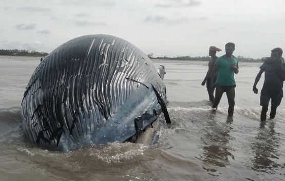 बंगाल में समंदर किनारे बहकर आया विशालकाय जीव, देखने उमड़ी भीड़