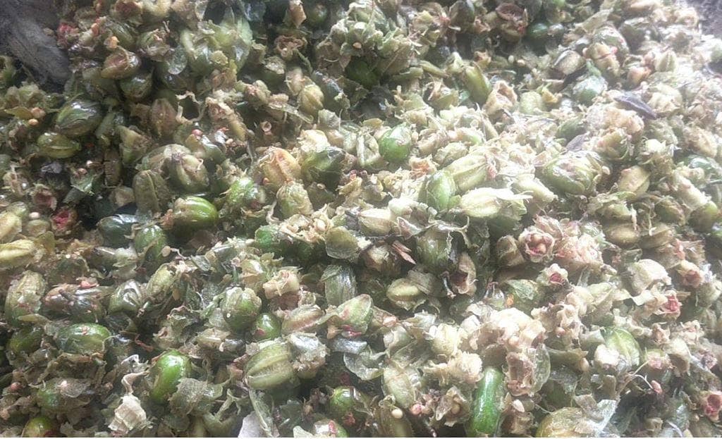 मछलियों को नशा क्यों करवाते हैं यहां के लोग, जानकर चौंक जाएंगे आप