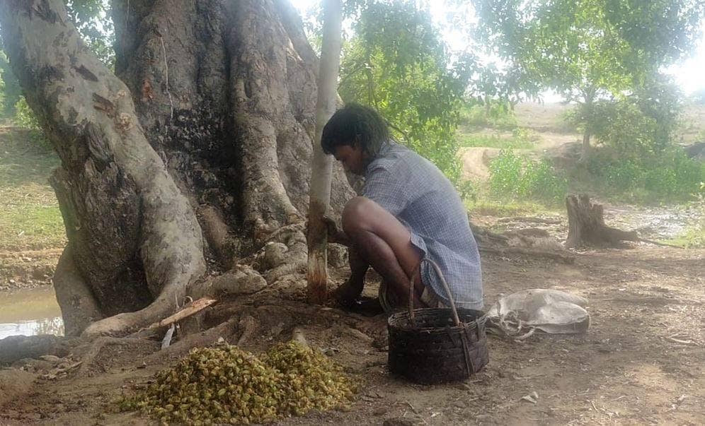 मछलियों को नशा क्यों करवाते हैं यहां के लोग, जानकर चौंक जाएंगे आप