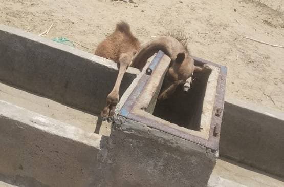 पानी के लिए भटकता रहा ऊंट का बच्चा, सूखे कुंड पर आकर तोड़ा दम