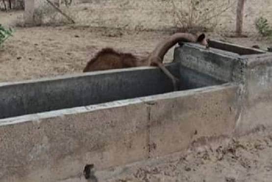 पानी के लिए भटकता रहा ऊंट का बच्चा, सूखे कुंड पर आकर तोड़ा दम