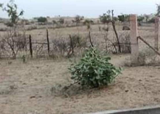 पानी के लिए भटकता रहा ऊंट का बच्चा, सूखे कुंड पर आकर तोड़ा दम