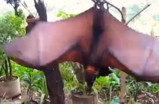 इस देश में इंसान के आकार के दिखे चमगादड़, डरकर भागने लगे लोग