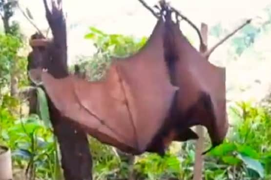इस देश में इंसान के आकार के दिखे चमगादड़, डरकर भागने लगे लोग