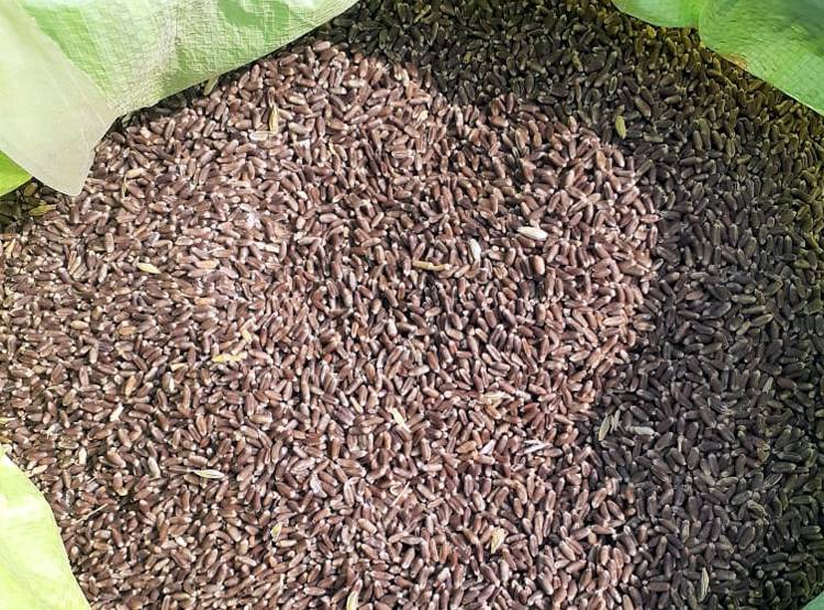 काले गेहूं की खेती के आइडिया ने बदली किसान की किस्मत, कमा रहा लाखों
