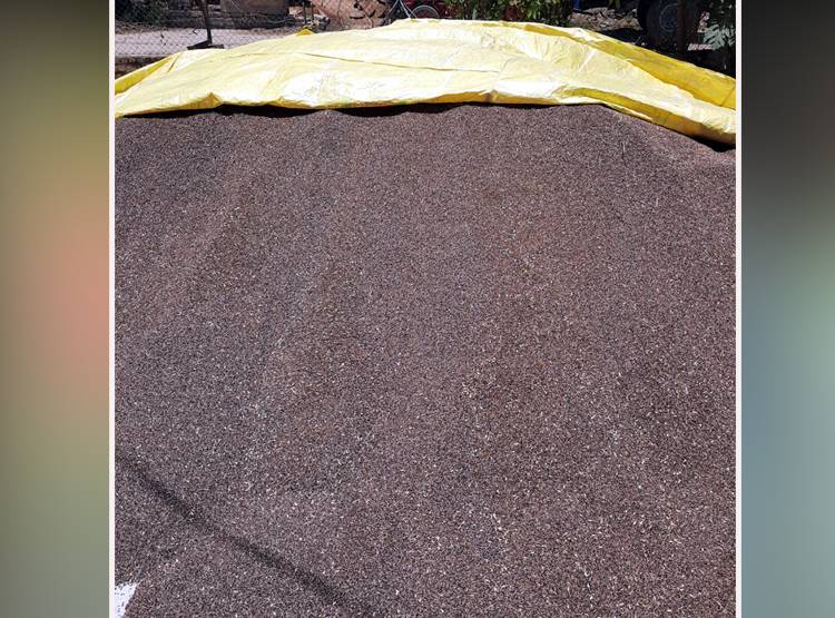 काले गेहूं की खेती के आइडिया ने बदली किसान की किस्मत, कमा रहा लाखों