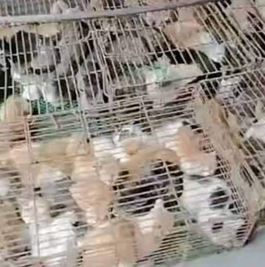 चीन में सैकड़ों 'चोरी' की हुईं बिल्लियां बरामद, रेस्टोरेंट में बेचने की थी तैयारी