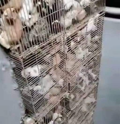 चीन में सैकड़ों 'चोरी' की हुईं बिल्लियां बरामद, रेस्टोरेंट में बेचने की थी तैयारी