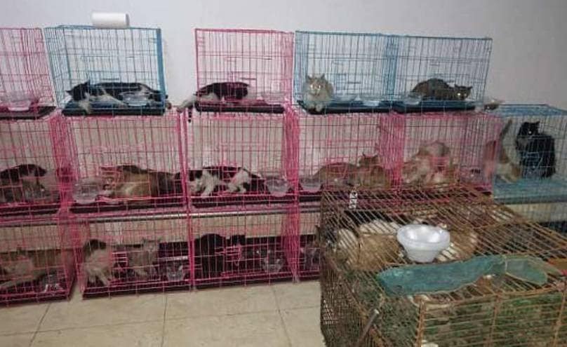 चीन में सैकड़ों 'चोरी' की हुईं बिल्लियां बरामद, रेस्टोरेंट में बेचने की थी तैयारी