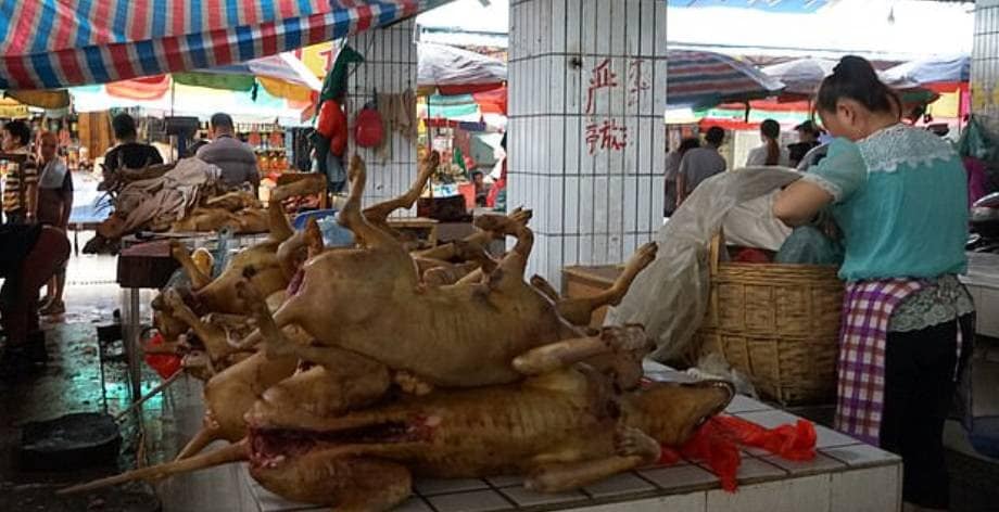 चीन में सैकड़ों 'चोरी' की हुईं बिल्लियां बरामद, रेस्त्रां में मांस परोसने की थी तैयारी
