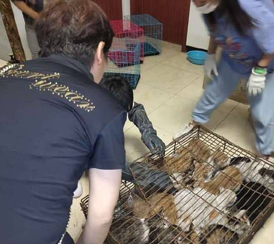 चीन में सैकड़ों 'चोरी' की हुईं बिल्लियां बरामद, रेस्टोरेंट में बेचने की थी तैयारी