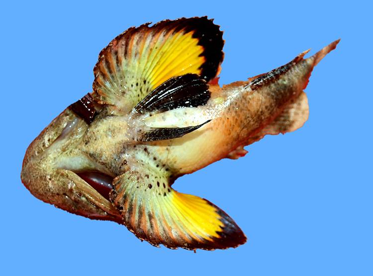 देश में पहली बार मिली रंग बदलने वाली दुर्लभ जहरीली स्कॉर्पियनफिश