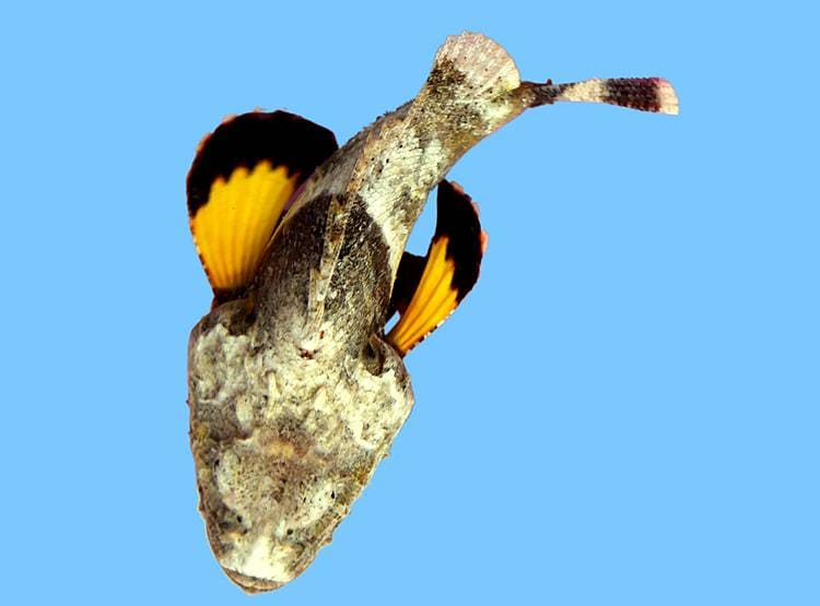 देश में पहली बार मिली रंग बदलने वाली दुर्लभ जहरीली स्कॉर्पियनफिश