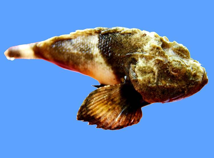 देश में पहली बार मिली रंग बदलने वाली दुर्लभ जहरीली स्कॉर्पियनफिश