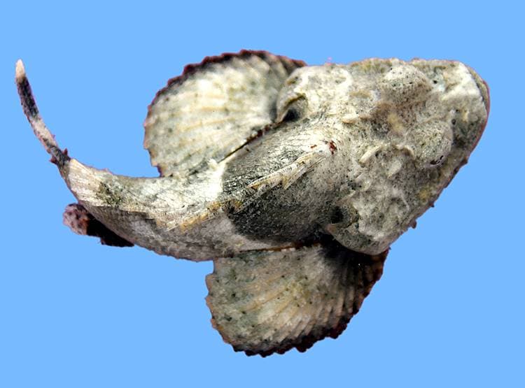 देश में पहली बार मिली रंग बदलने वाली दुर्लभ जहरीली स्कॉर्पियनफिश