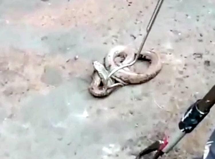 सड़क किनारे से निकल रहा था कोबरा, डामर  में चिपक कर अकड़ा सांप