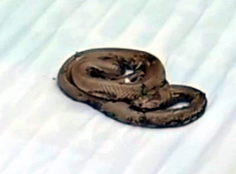 सड़क किनारे से निकल रहा था कोबरा, डामर  में चिपक कर अकड़ा सांप