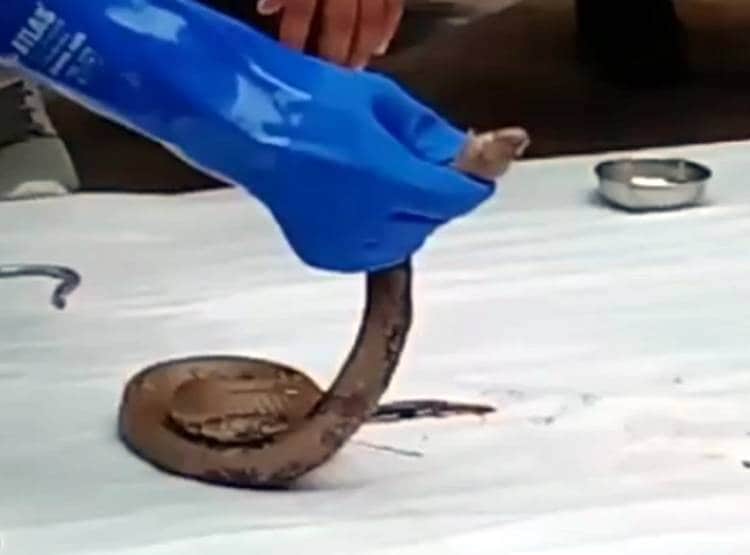 सड़क किनारे से निकल रहा था कोबरा, डामर  में चिपक कर अकड़ा सांप