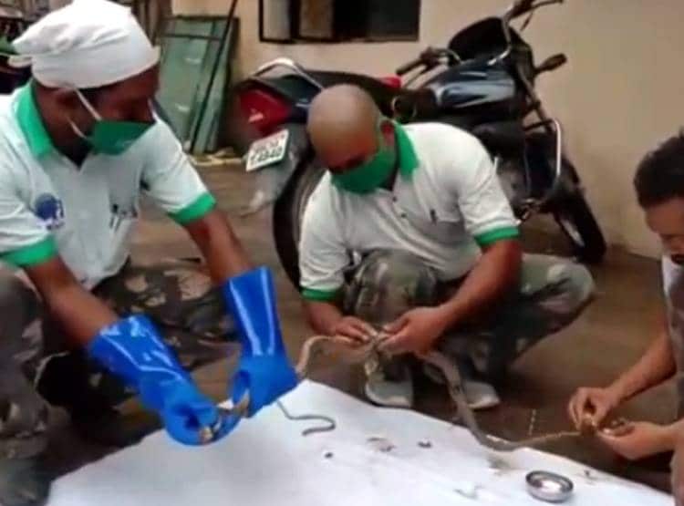 सड़क किनारे से निकल रहा था कोबरा, डामर  में चिपक कर अकड़ा सांप