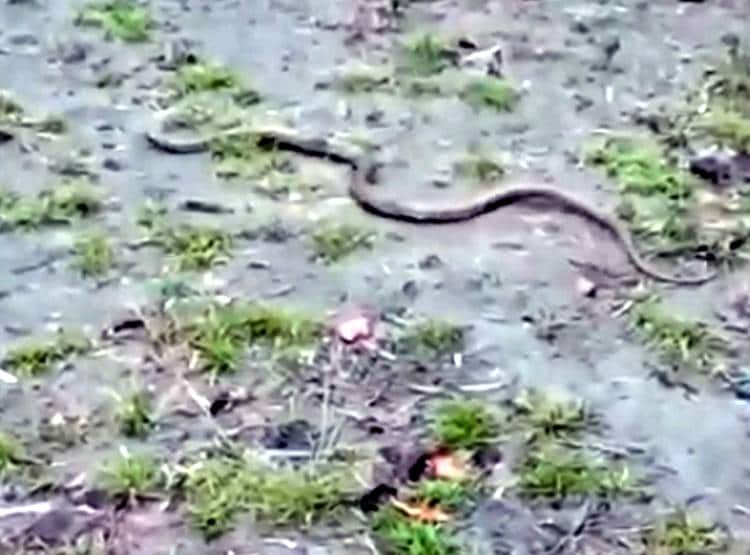 सड़क किनारे से निकल रहा था कोबरा, डामर  में चिपक कर अकड़ा सांप