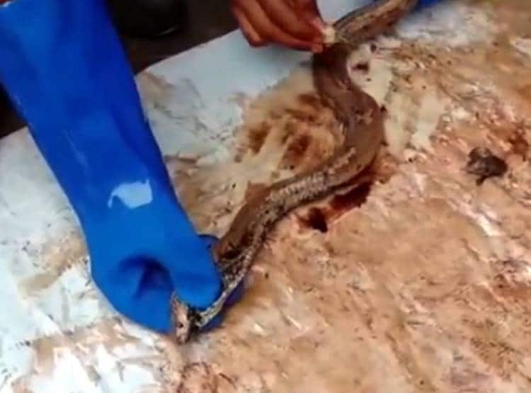 सड़क किनारे से निकल रहा था कोबरा, डामर  में चिपक कर अकड़ा सांप