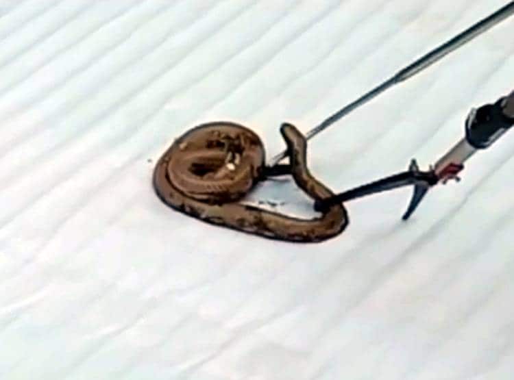 सड़क किनारे से निकल रहा था कोबरा, डामर  में चिपक कर अकड़ा सांप